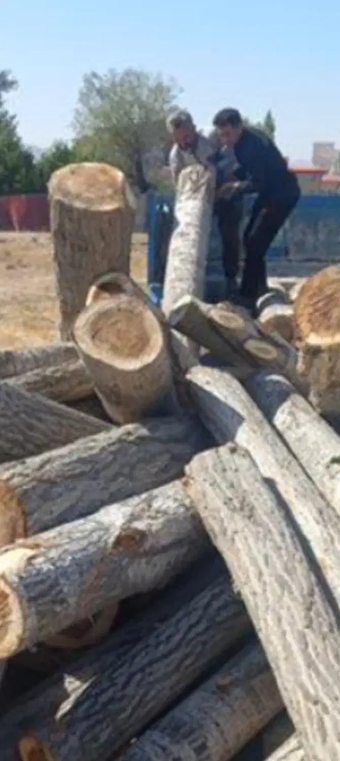 خرید چوب نقدی|خدمات باغبانی و درختکاری|شیراز, دوکوهک|دیوار