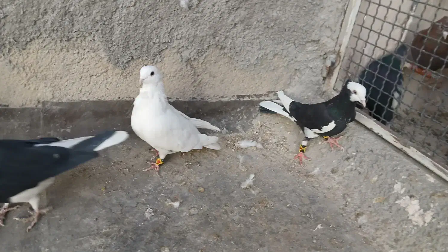 پرشی گرفتن ی|پرنده|نیشابور, مدرس|دیوار