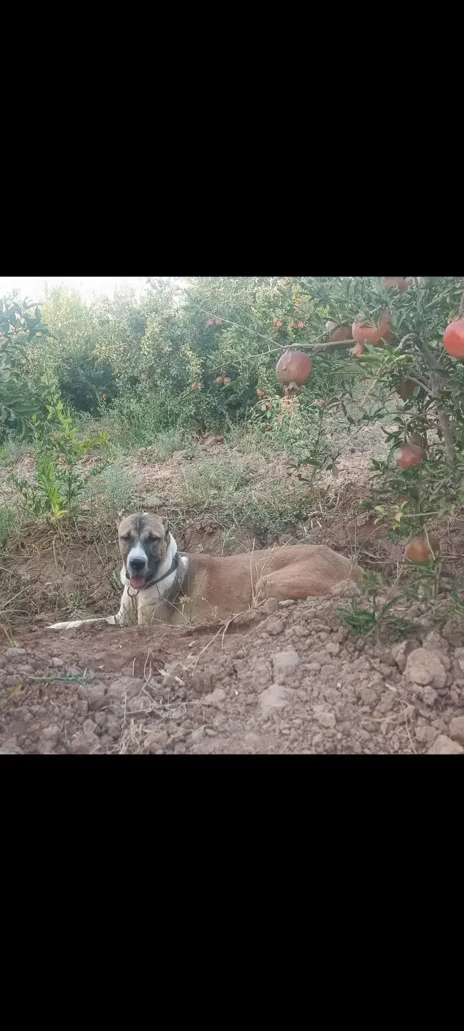 سگ افغان خالص|سگ|تهران, کیانشهر|دیوار