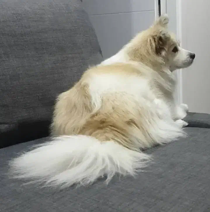 واگذاری سگ|سگ|تهران, میرداماد|دیوار