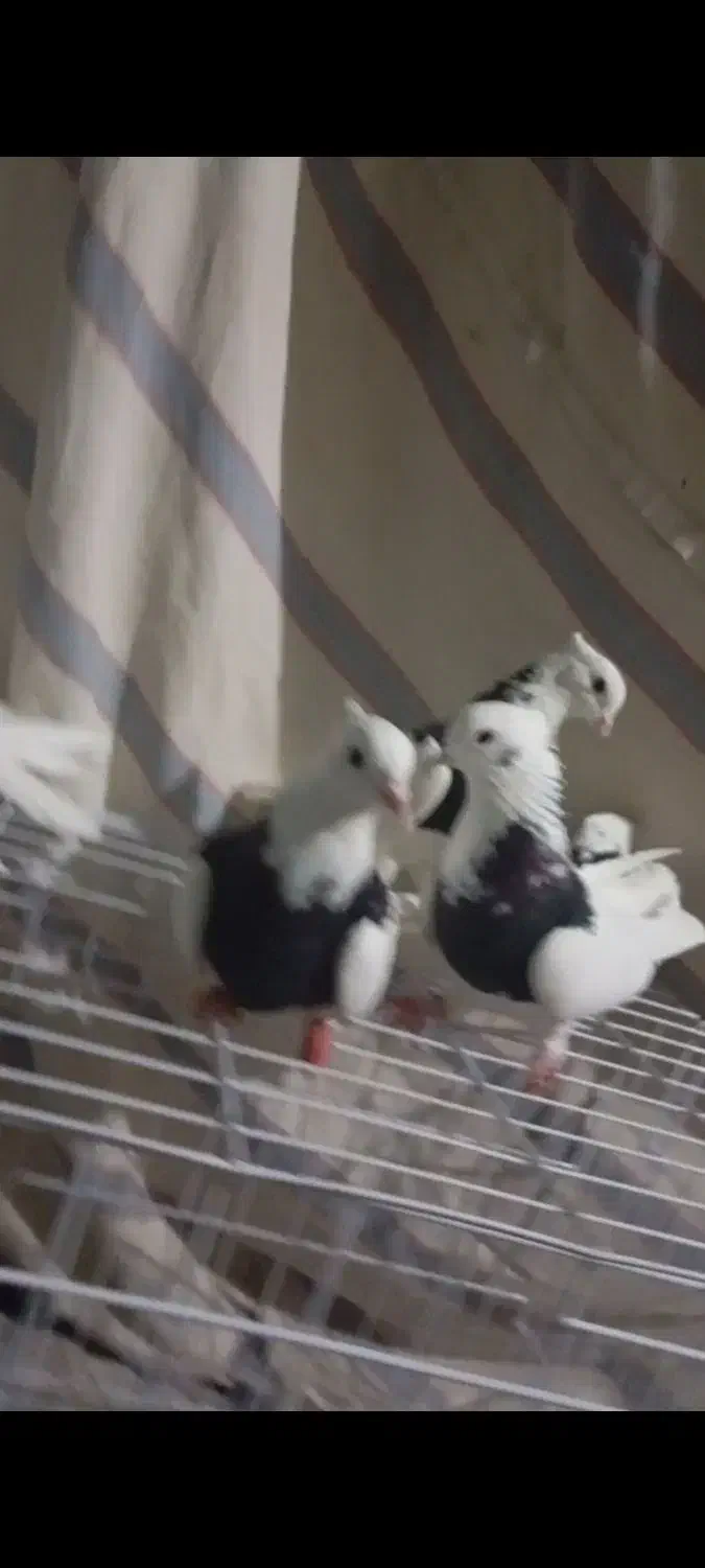 طوق سیاه|پرنده|دره شهر, |دیوار