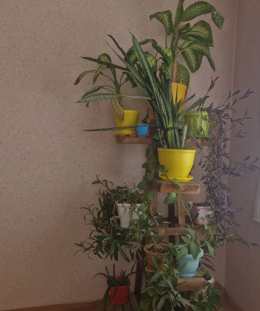 استند گل|میز و صندلی غذاخوری|بجنورد, |دیوار