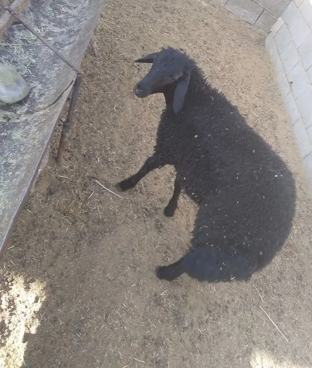 ۱۴ عدد بره ۳۵ کیلویی|حیوانات مزرعه|خمینیشهر, |دیوار