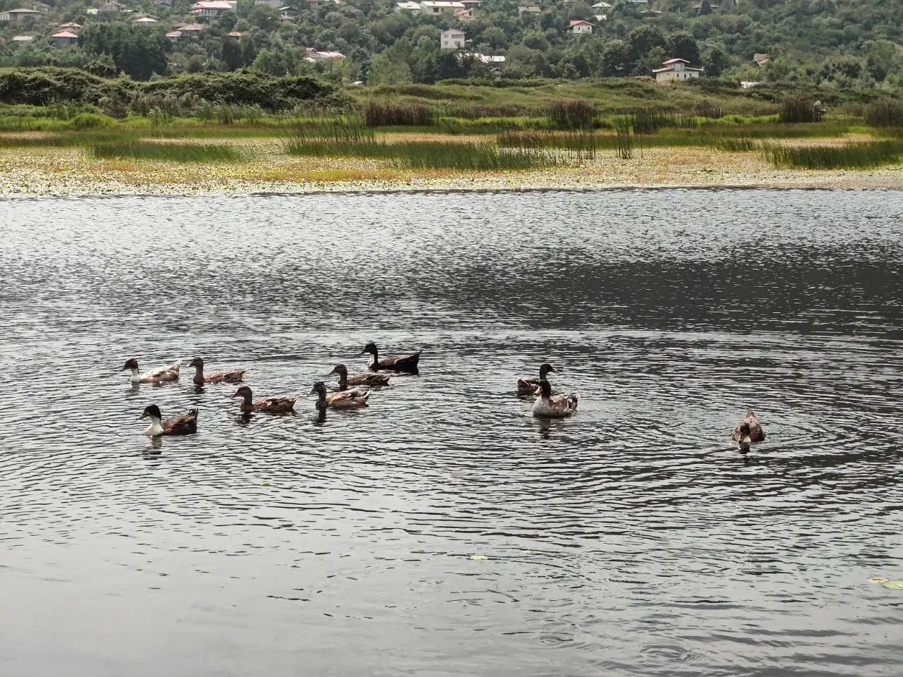 زمین نزدیک لاهیجان ۳ بر ویو ابدی دریاچه|فروش زمین و ملک کلنگی|لاهیجان, کوی خزر|دیوار