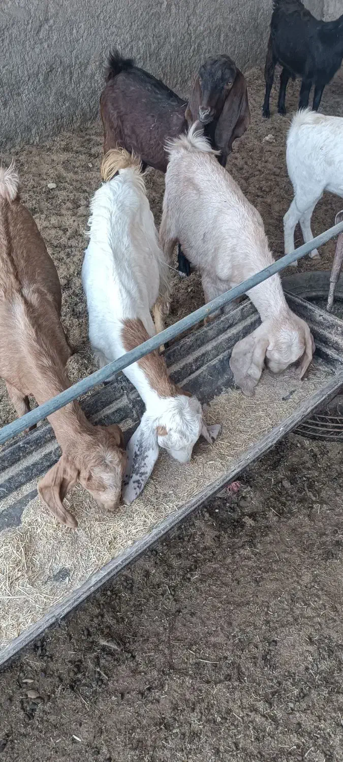 بزغاله دورگ سبک|حیوانات مزرعه|بیرجند, |دیوار