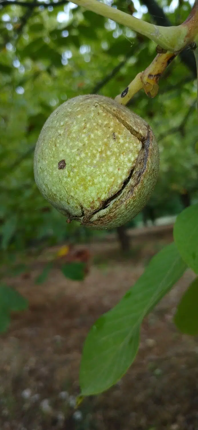گردو|خوردنی و آشامیدنی|پاوه, |دیوار