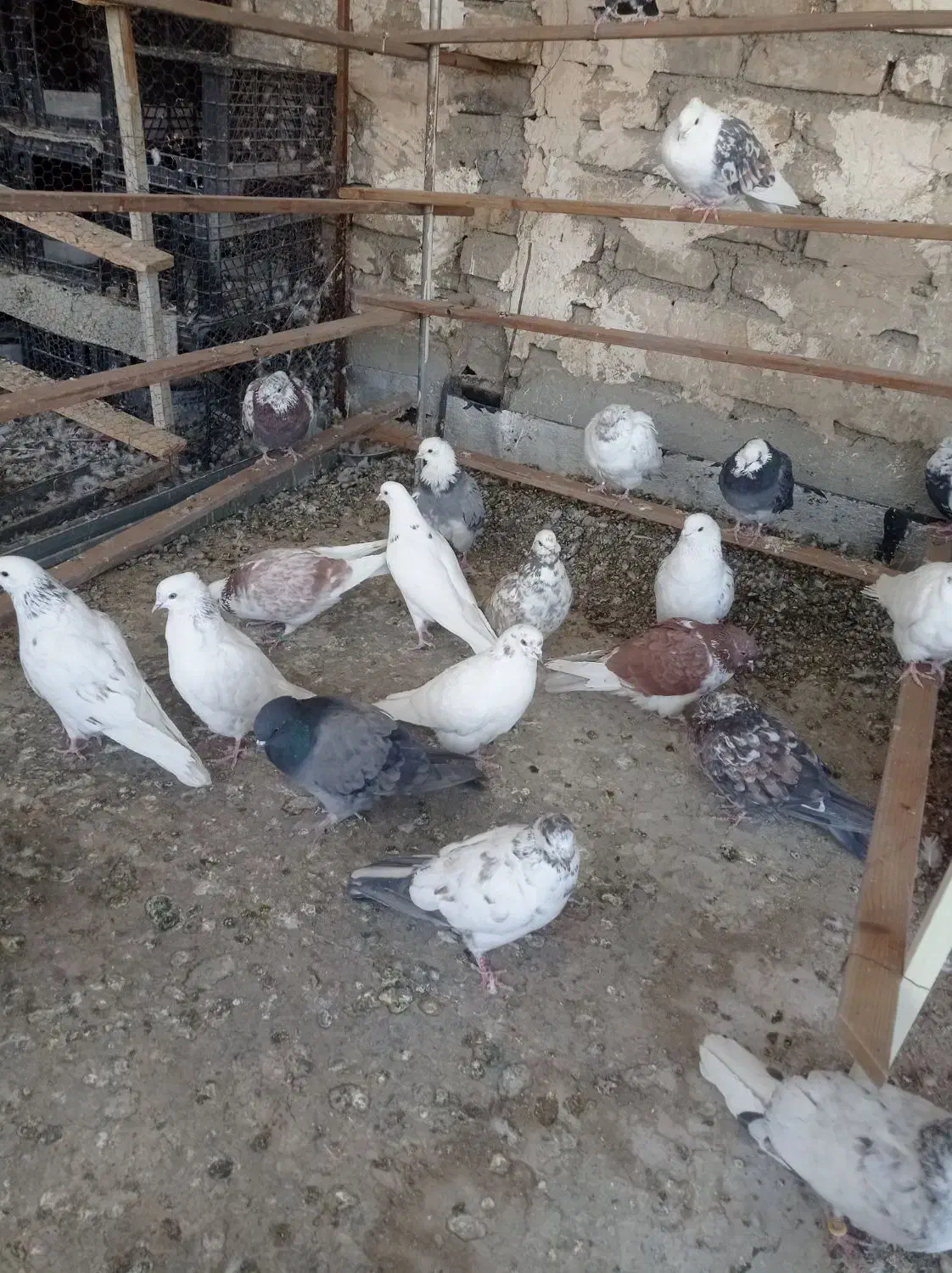 گفتر تهرانی|پرنده|بومهن, |دیوار