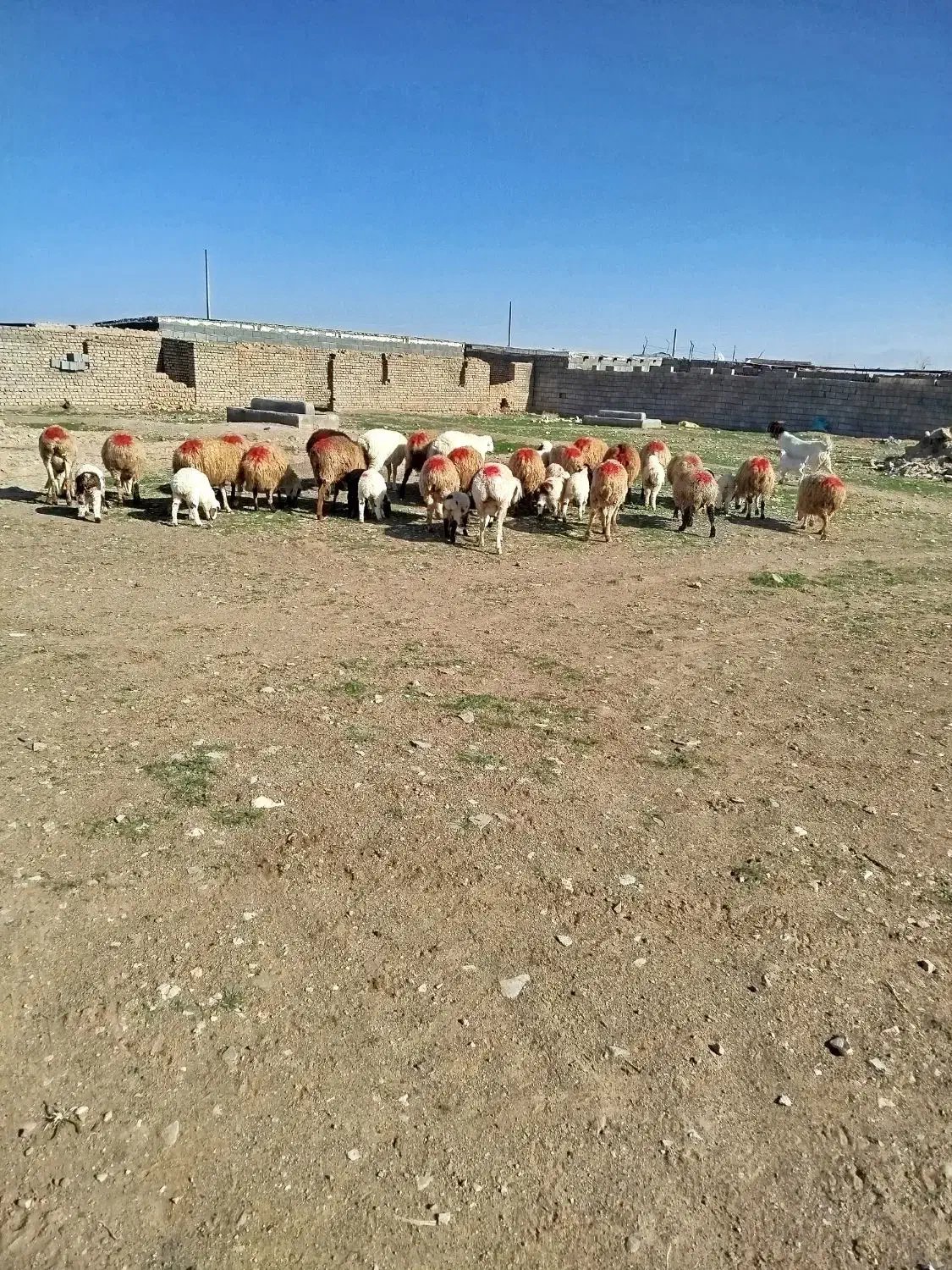 میش زاییده|حیوانات مزرعه|زیرکوه, |دیوار