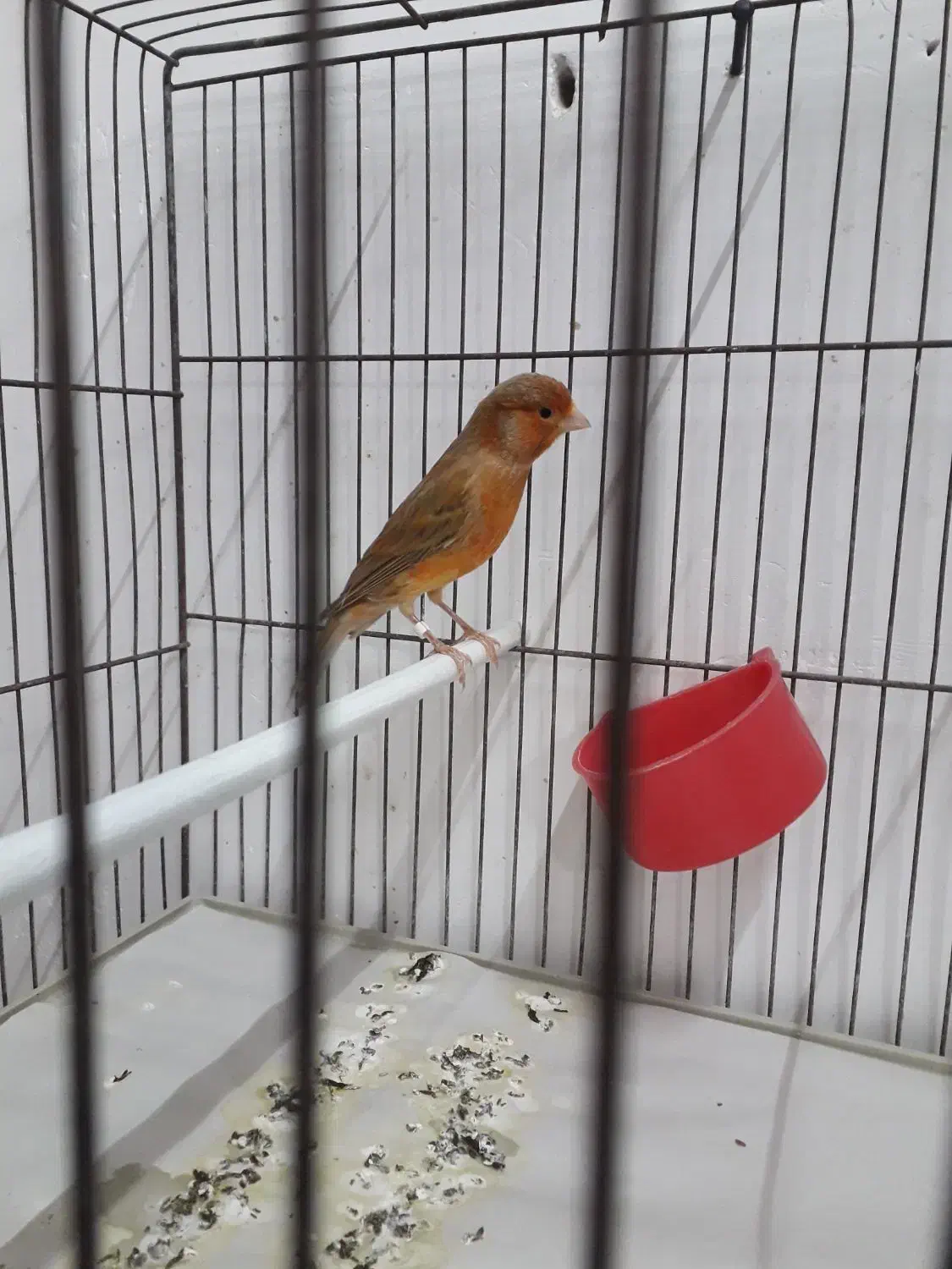 قناری شتری مست|پرنده|مرودشت, بیست متری بیمارستان|دیوار