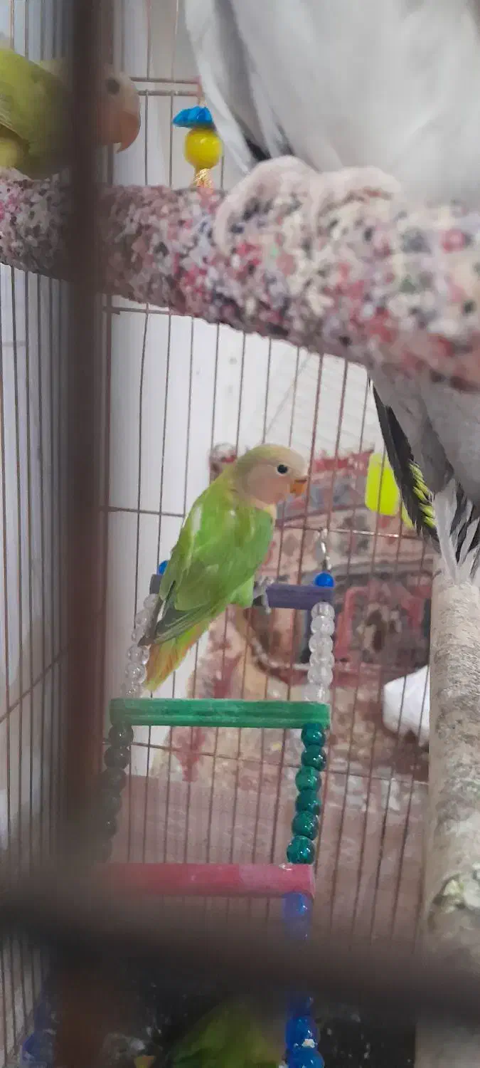 کوتوله دستی اوپال|پرنده|تایباد, |دیوار