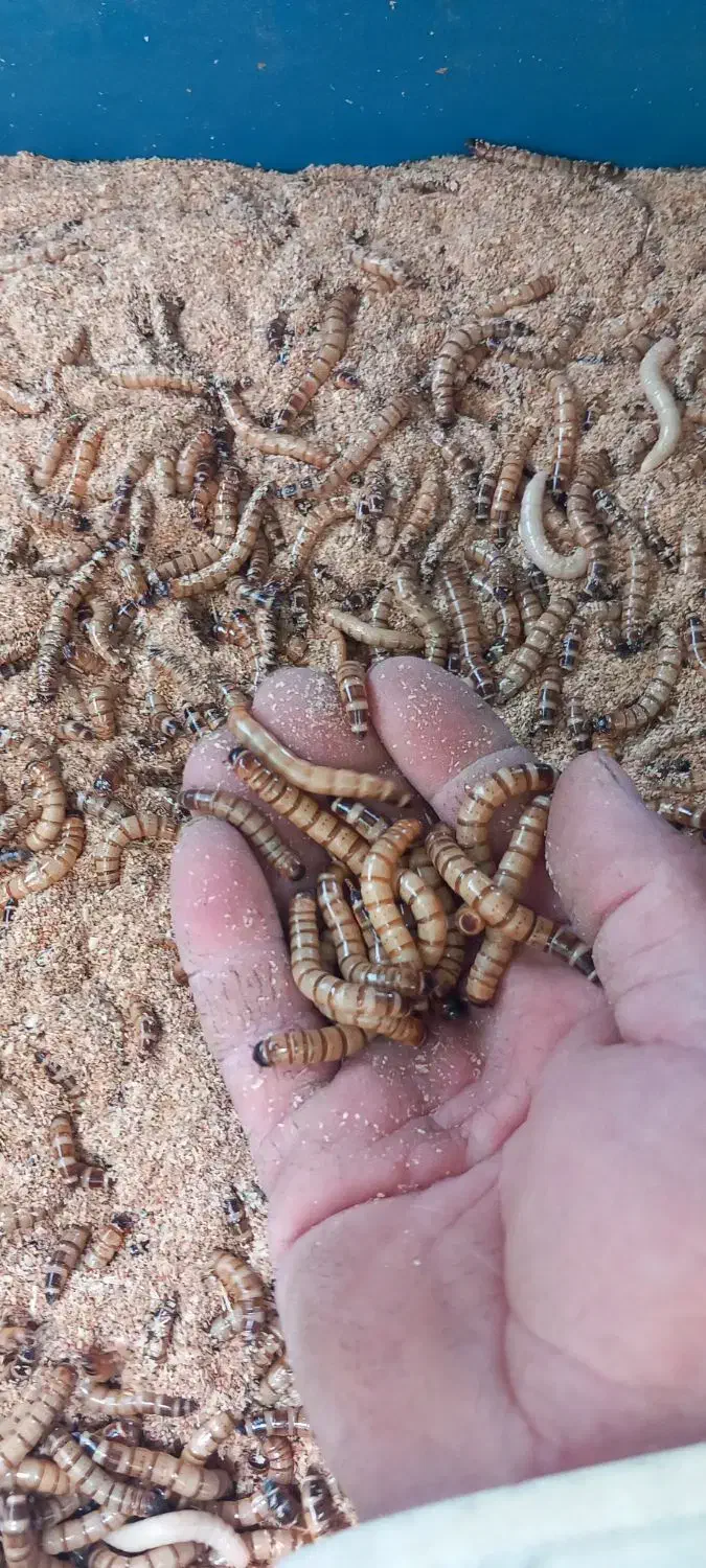 میلورم و سوپرورم آموزش و تجهیزات و تولیدات|خزنده|خمینیشهر, |دیوار