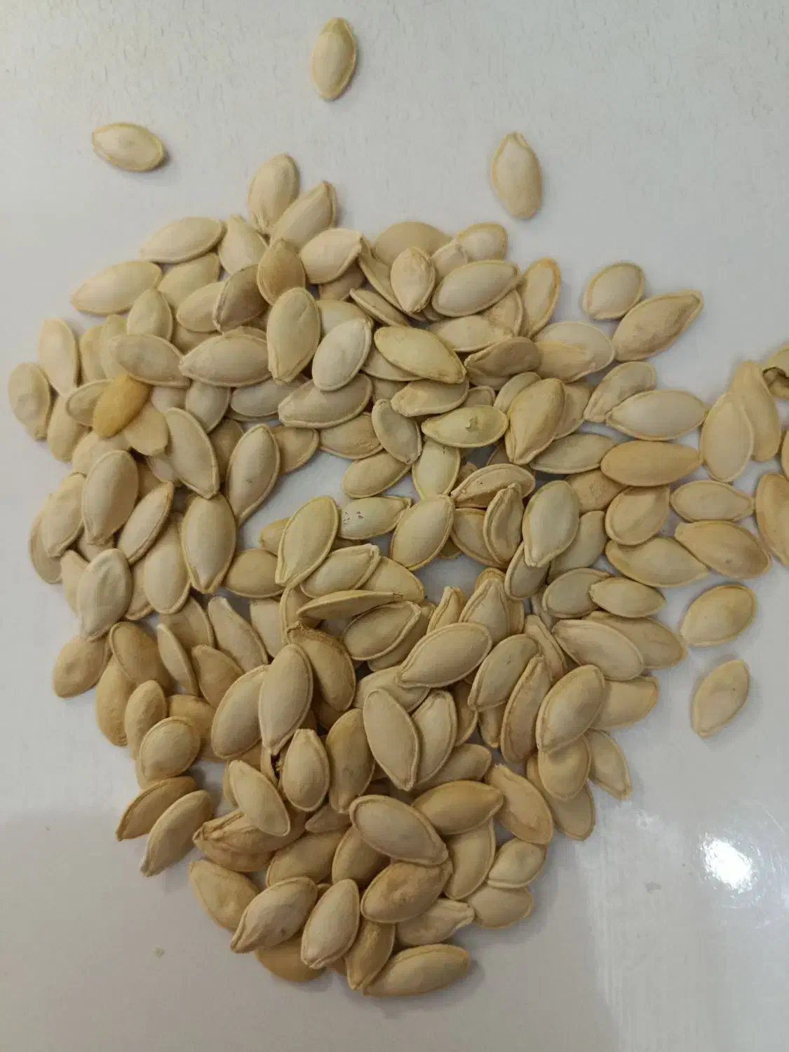 تخمه کدو|خوردنی و آشامیدنی|تهران, مدائن|دیوار