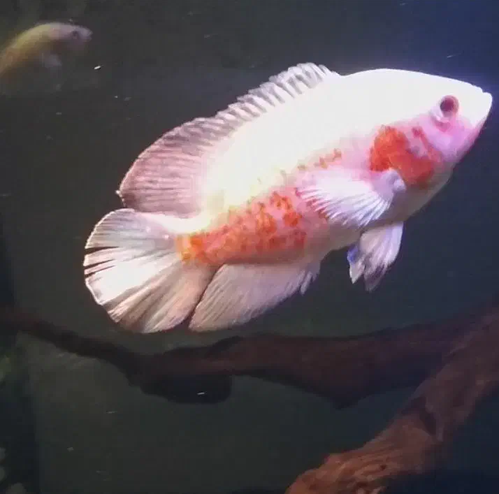 اسکار آلبینو رد تایگر و اسکار بلک تایگر|ماهی|گرگان, |دیوار