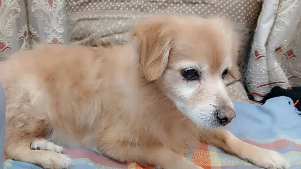 این سگ به نام پاما فروشی|سگ|آبادان, |دیوار