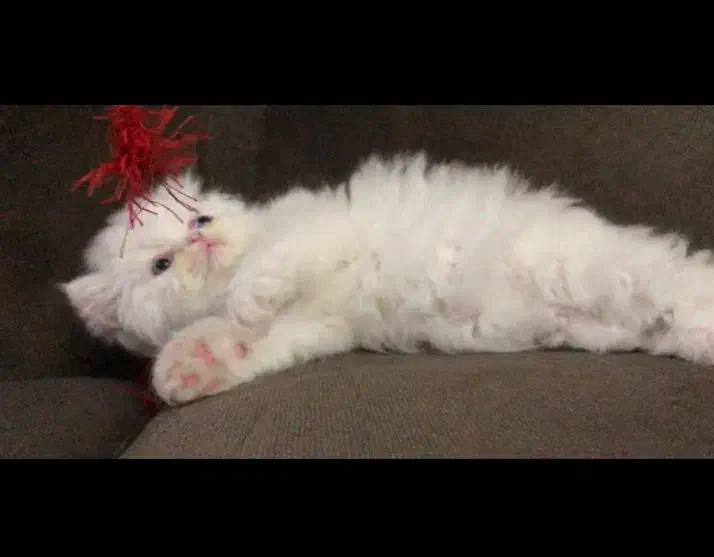 گربه|گربه|تبریز, |دیوار