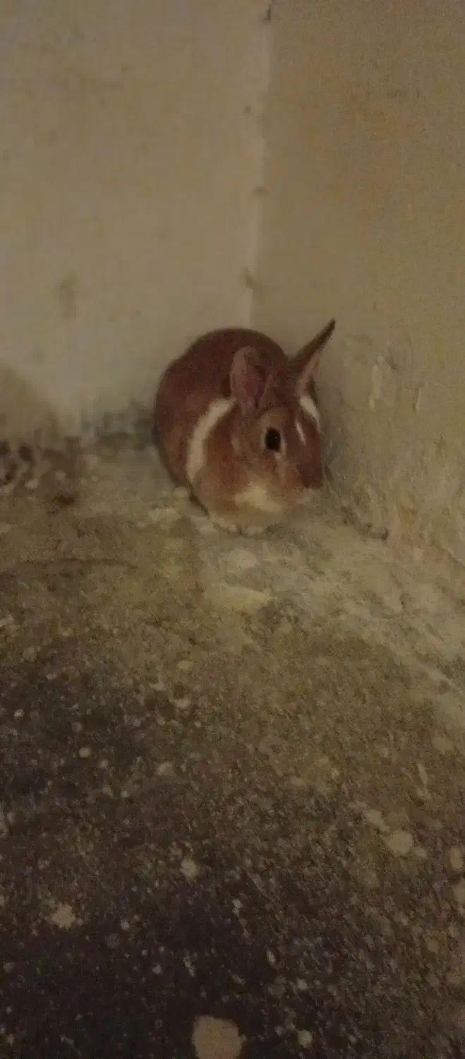 خرگوش|موش و خرگوش|طرقبه, |دیوار