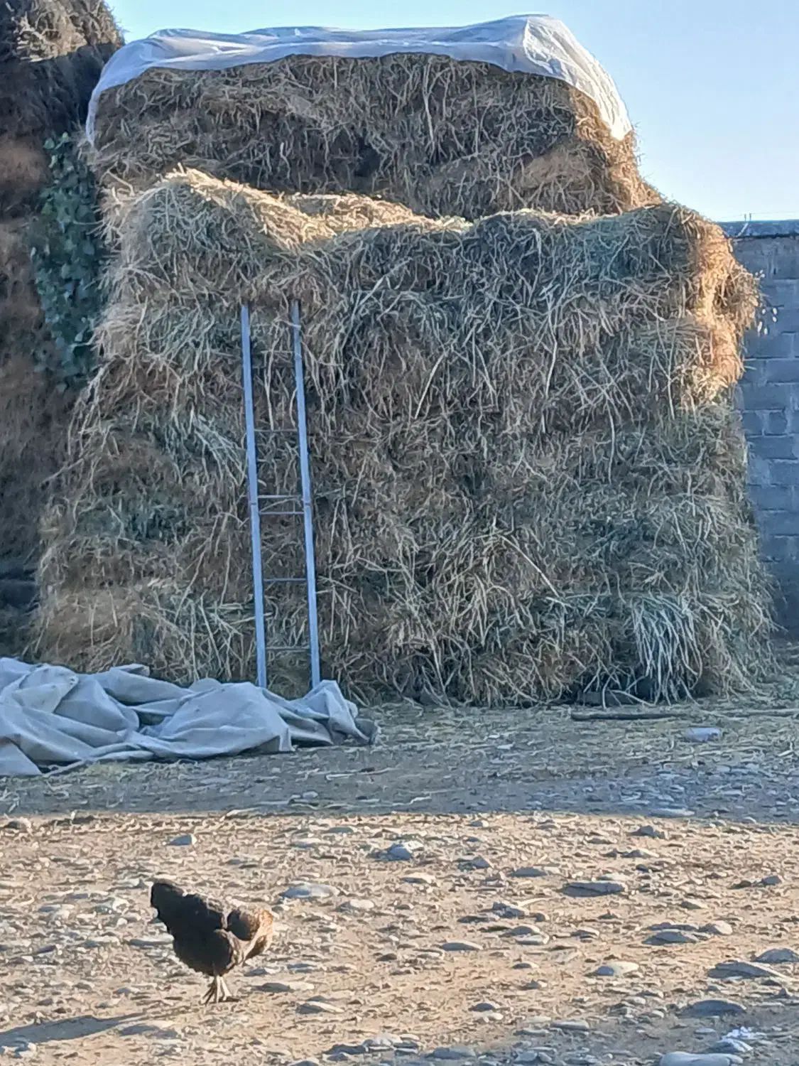 یونجه|حیوانات مزرعه|بران, |دیوار