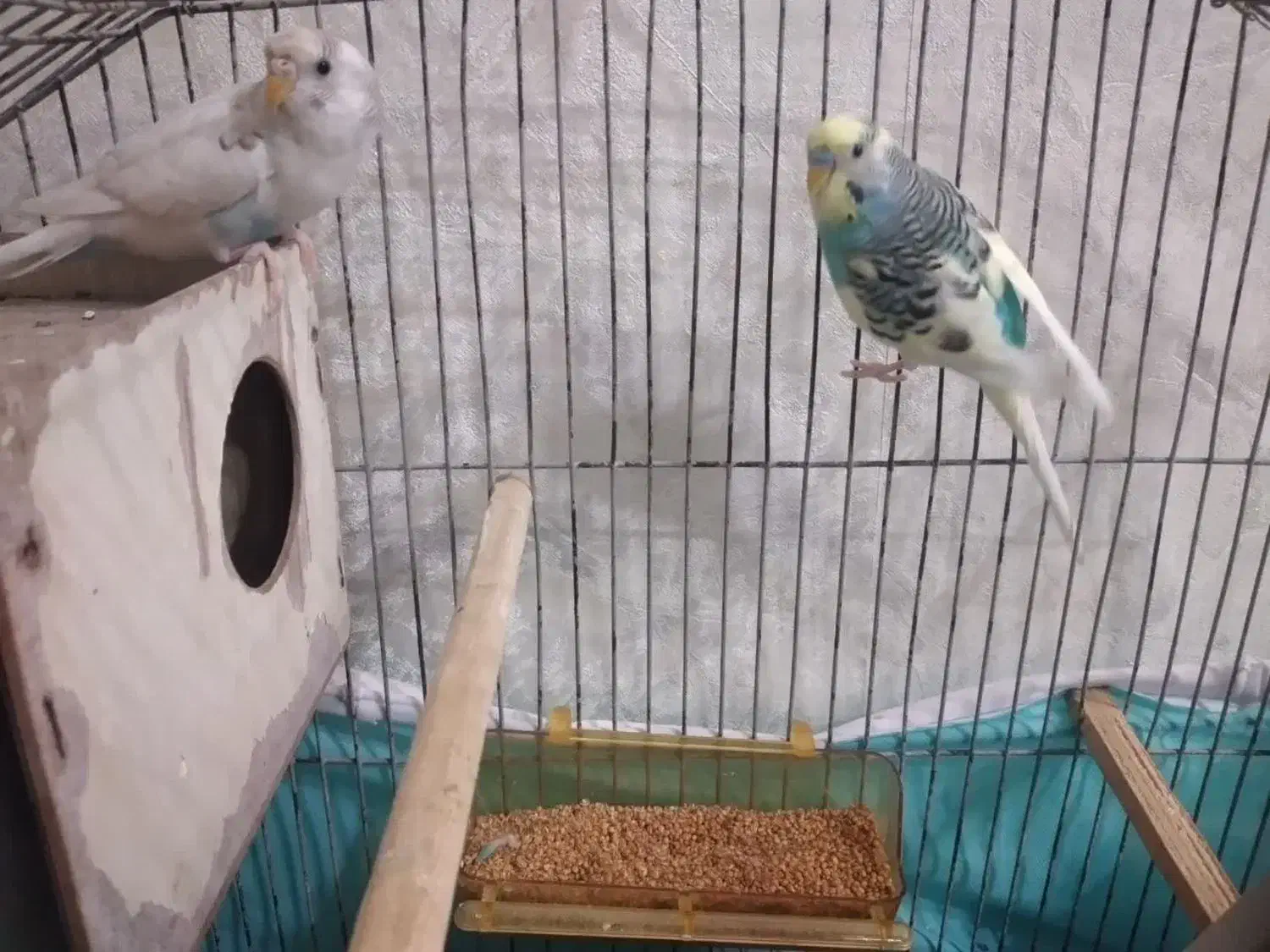 یک جفت مرغ عشق|پرنده|مشهد, کوی پلیس|دیوار