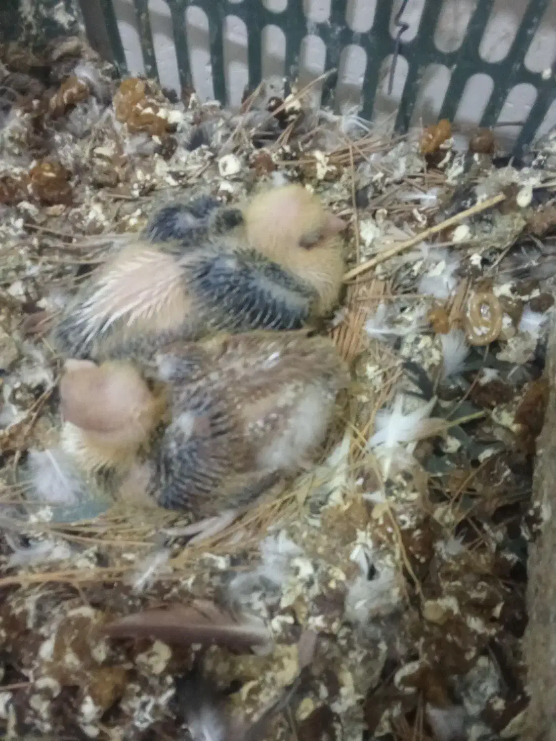 تعدادی لوازم خانه وکربلایی|سایر لوازم برقی|قوچان, |دیوار