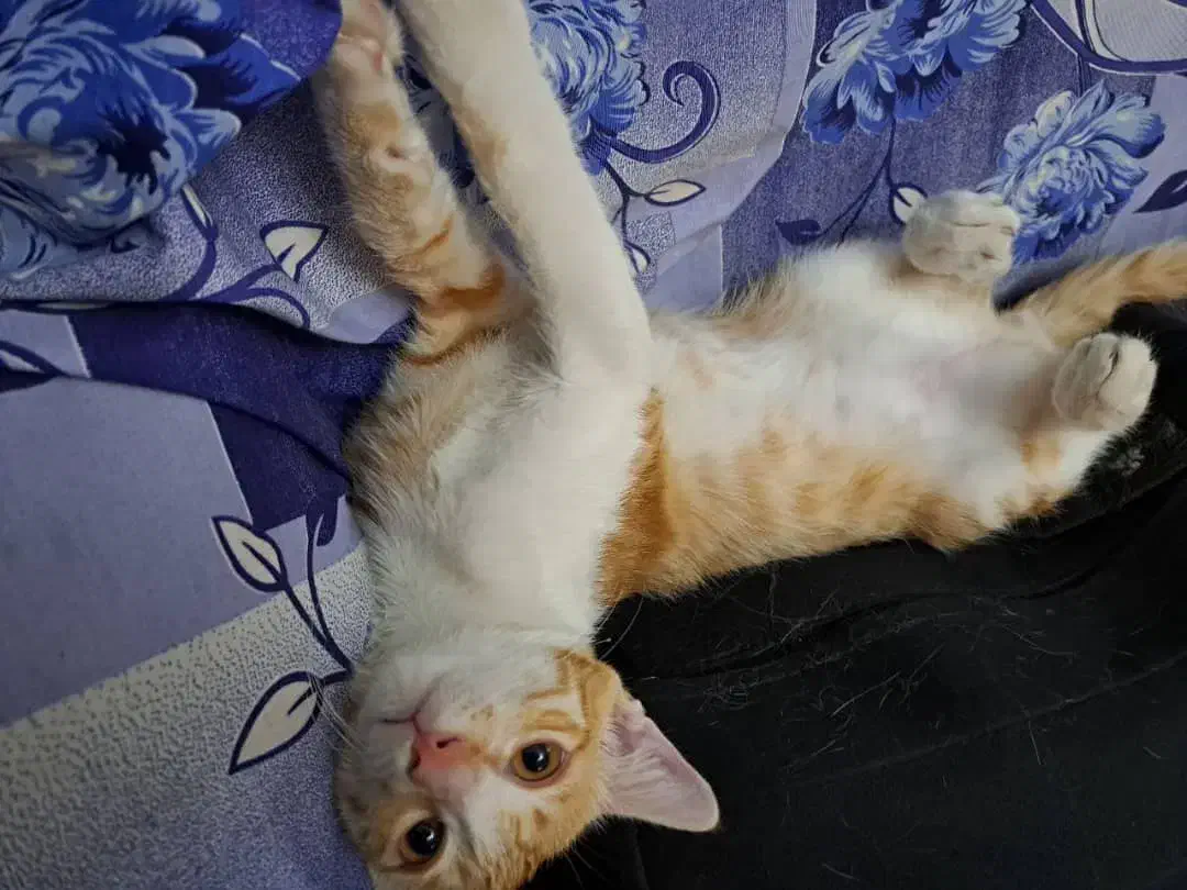 واگذاری رایگان بچه گربه ۴ ماهه|گربه|ری, ظهیرآباد|دیوار