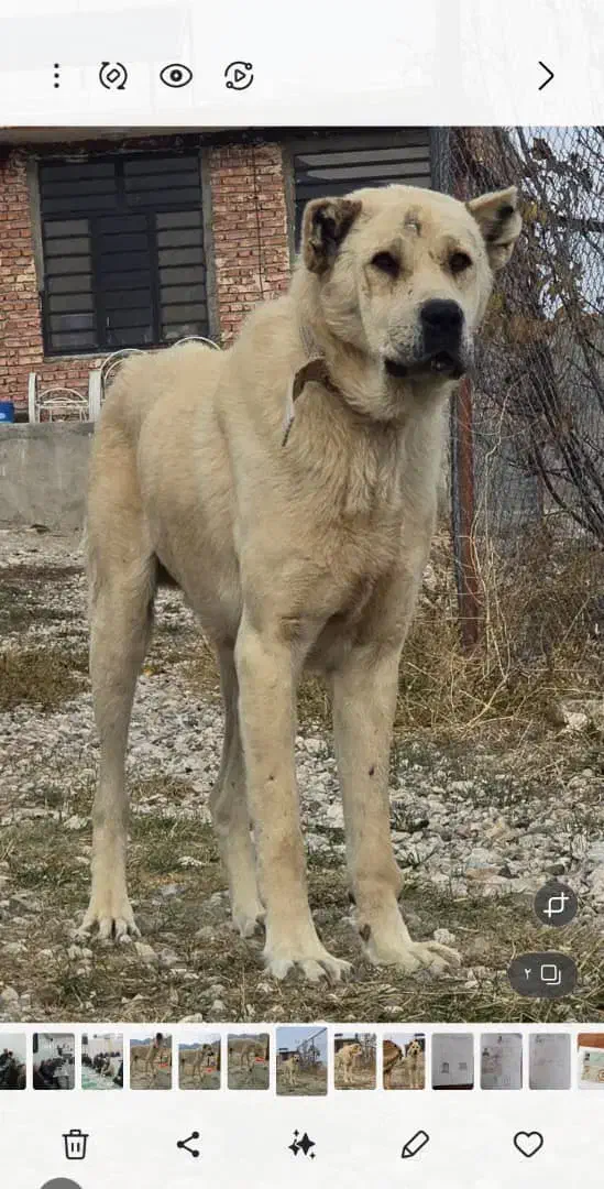 واگذاری سگ|سگ|ماکو, |دیوار