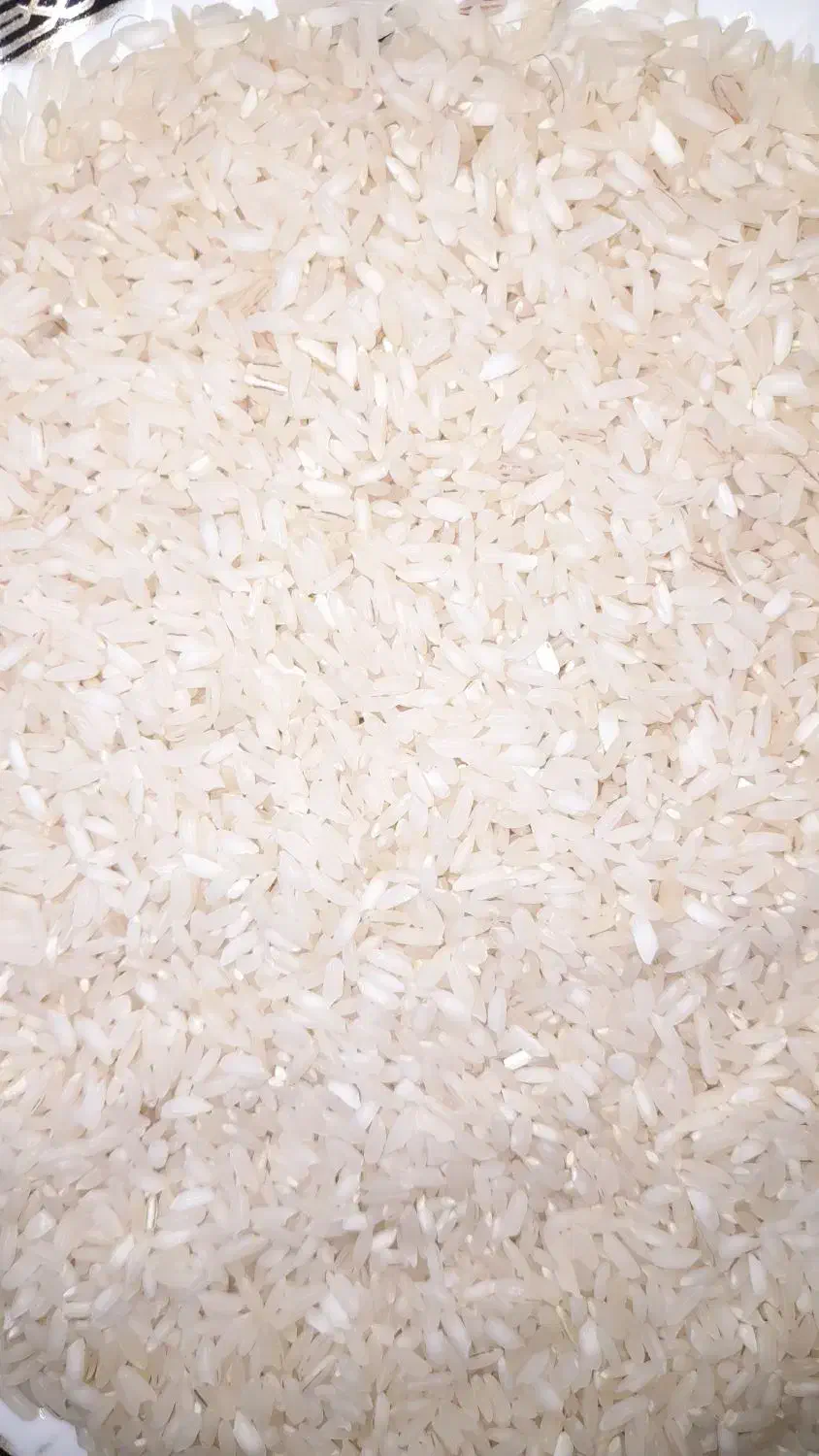 فروش برنج چمپای میداوود|خوردنی و آشامیدنی|باغ ملک, |دیوار