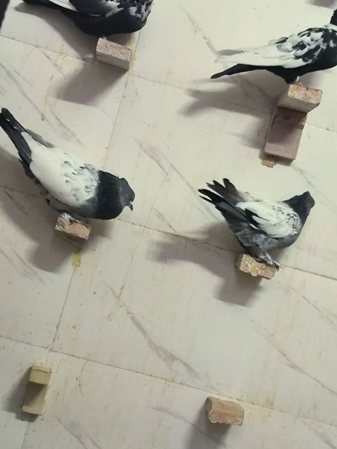 کبوتر سینه و دمی|پرنده|فسا, |دیوار