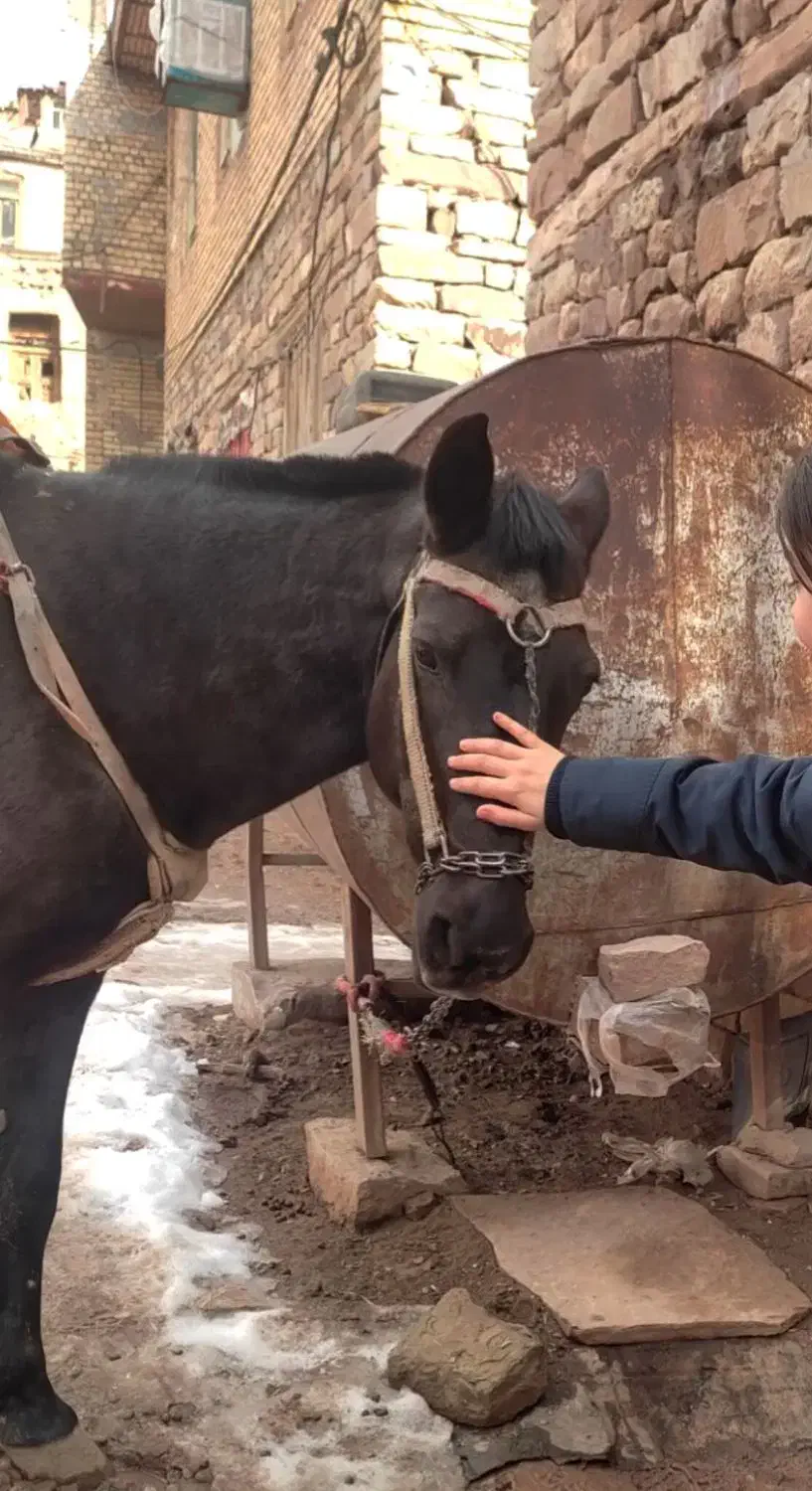 اسب|اسب و تجهیزات اسبسواری|چناران, |دیوار