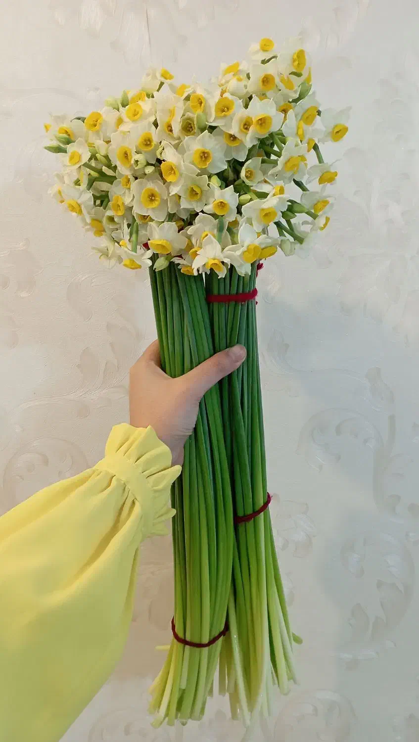 گل نرگس|گل و گیاه طبیعی|مشهد, شهرک بهارستان|دیوار