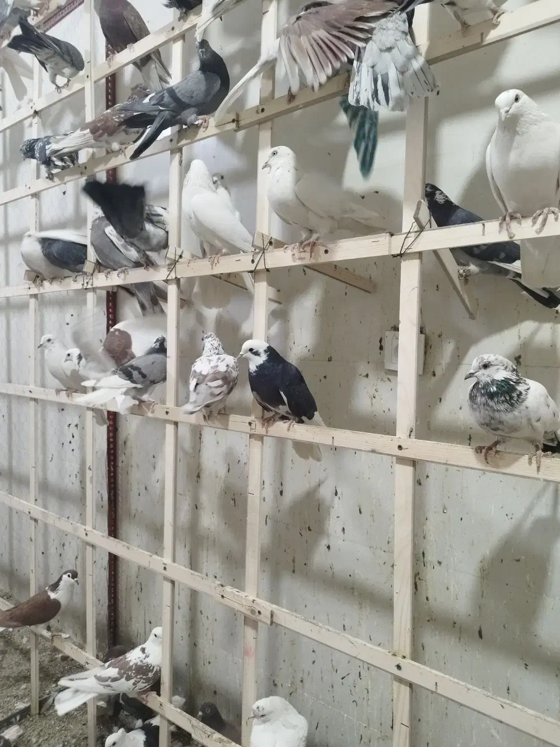 کفتر پرشی 70 عدد یجایی|پرنده|نسیم‌شهر, |دیوار