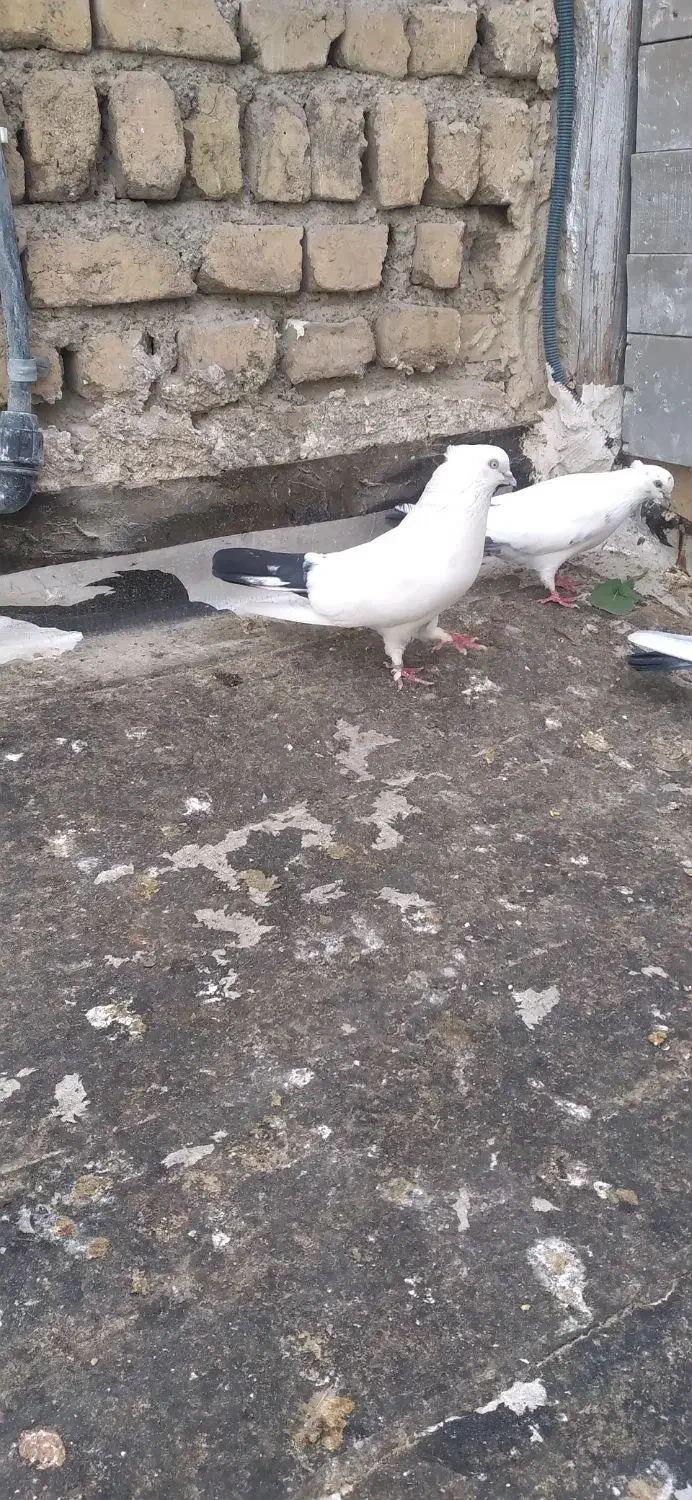 کبوتر پرشی|پرنده|اسلام‌شهر, شهرک امام حسین (میان آباد)|دیوار