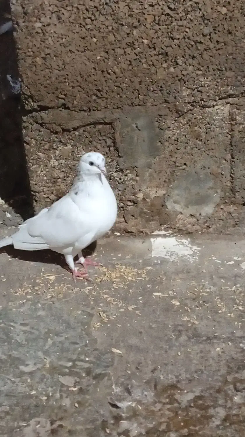 کبوتر یاکفتر|پرنده|رشت, حافظ آباد|دیوار