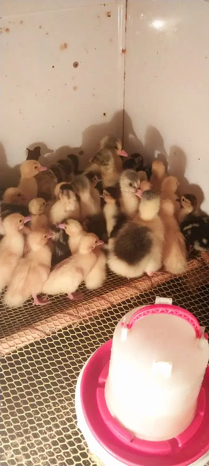 جوجه غاز و اردک خارجی|حیوانات مزرعه|نکا, |دیوار