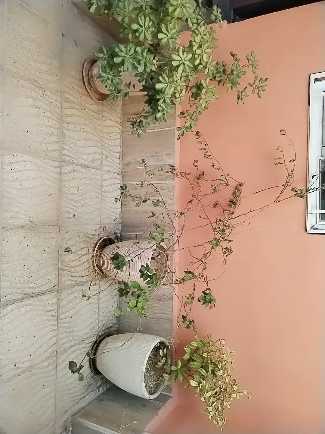 گل و گلدان ها|گل و گیاه طبیعی|یزد, |دیوار