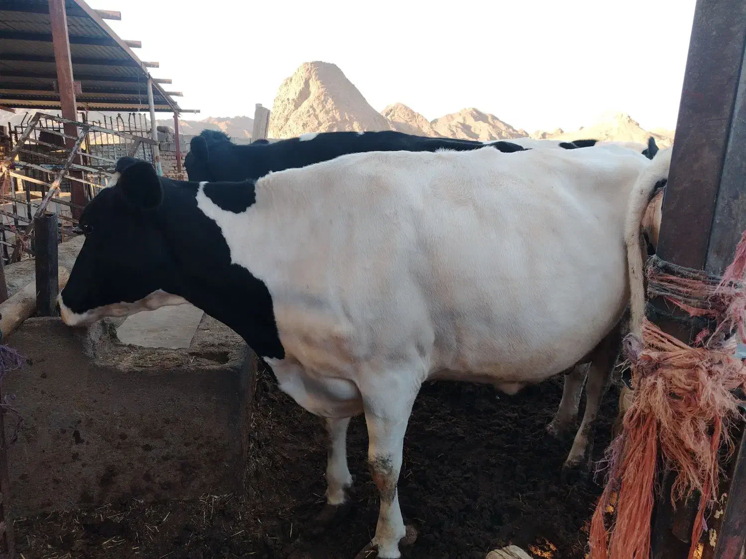 چندعددگاو شیری همه آبستن بالا شکم دومم.|حیوانات مزرعه|بردسکن, |دیوار