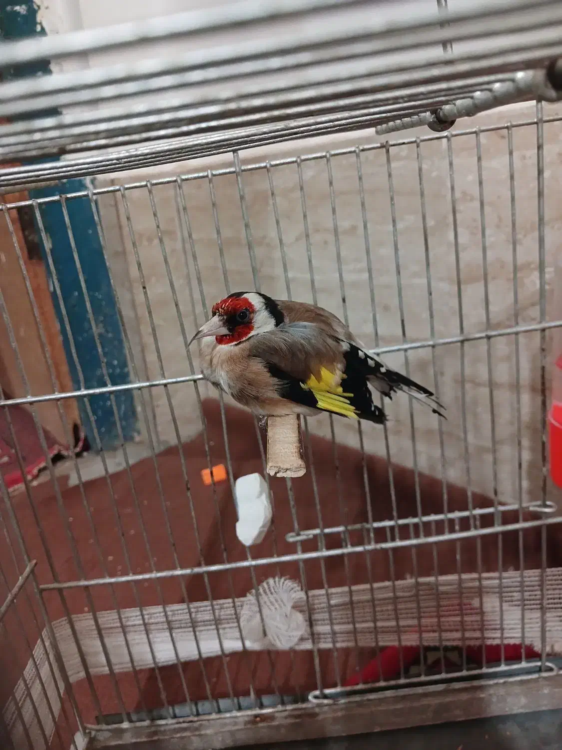 سهره اروپایی نر 3600با قفس|پرنده|نهبندان, |دیوار