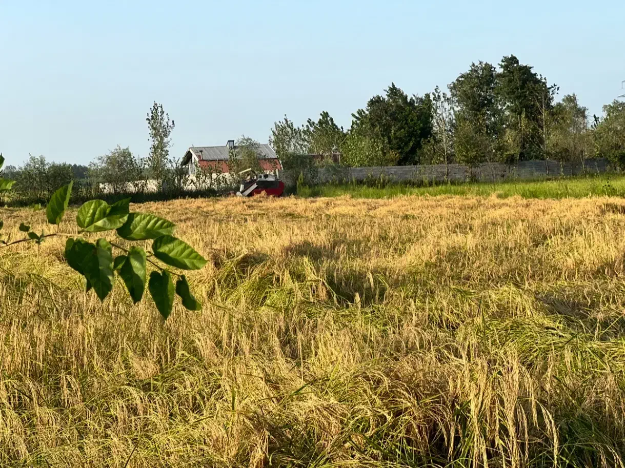 برنج دم سیاه از خود من کشاورز|خوردنی و آشامیدنی|کوچصفهان, |دیوار