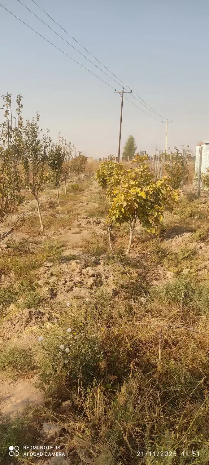 فروش باغ باانواع درختان میوه تخفیف خوب پای معامله|فروش زمین و ملک کلنگی|گرمسار, |دیوار
