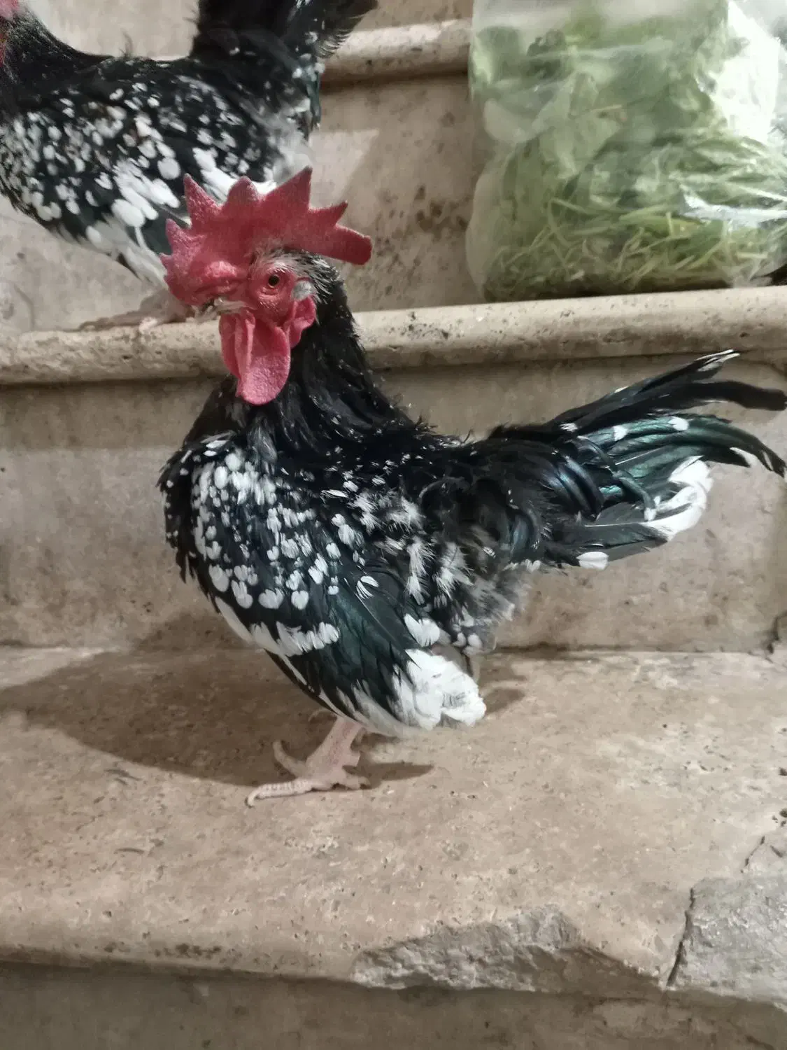 مرغ و خروس مینیاتوری جاپنیز|حیوانات مزرعه|کهریزک, |دیوار