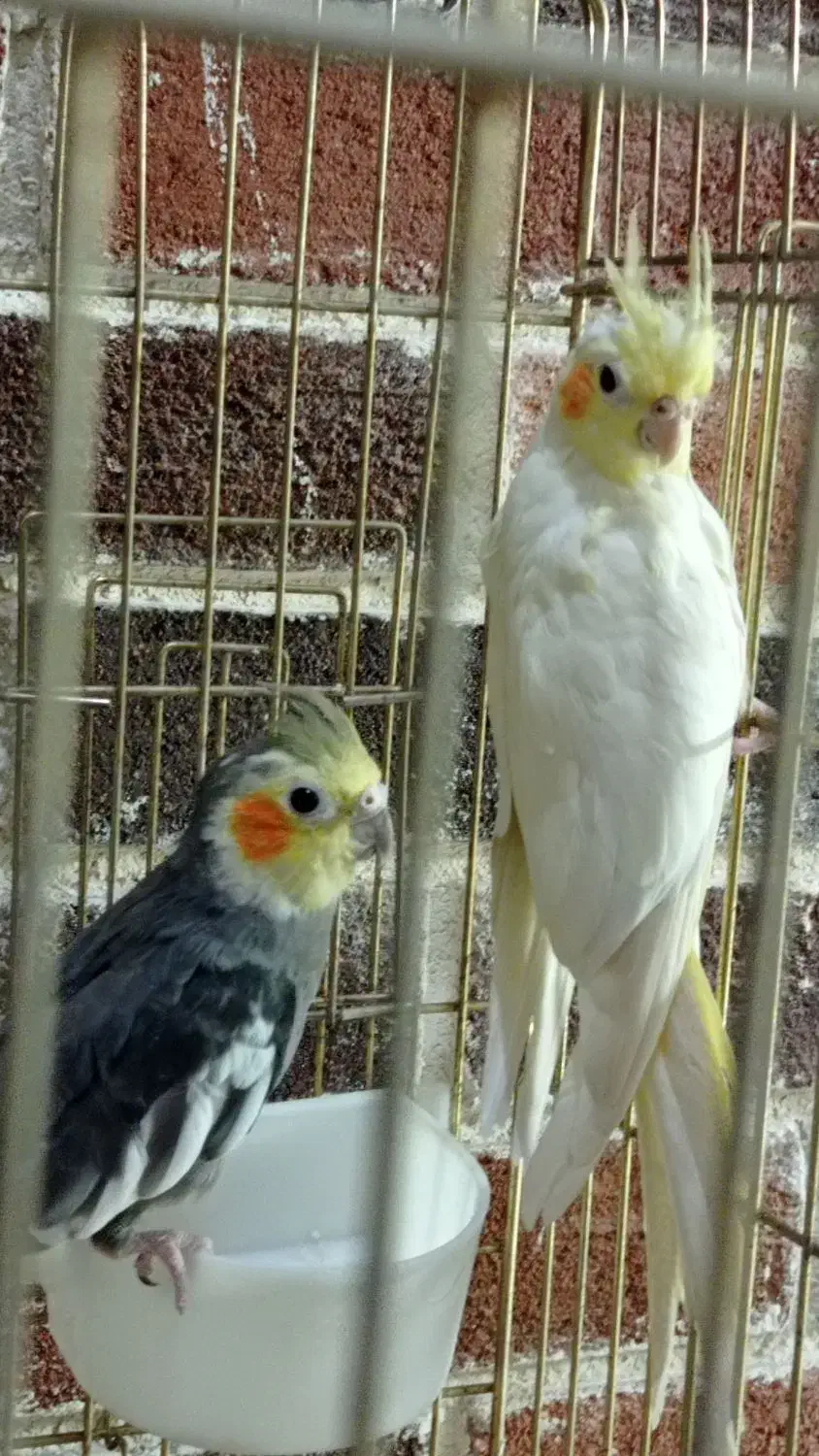 عروس هلندی نر و ماده|پرنده|فردیس, شهرک شهید حسینی|دیوار