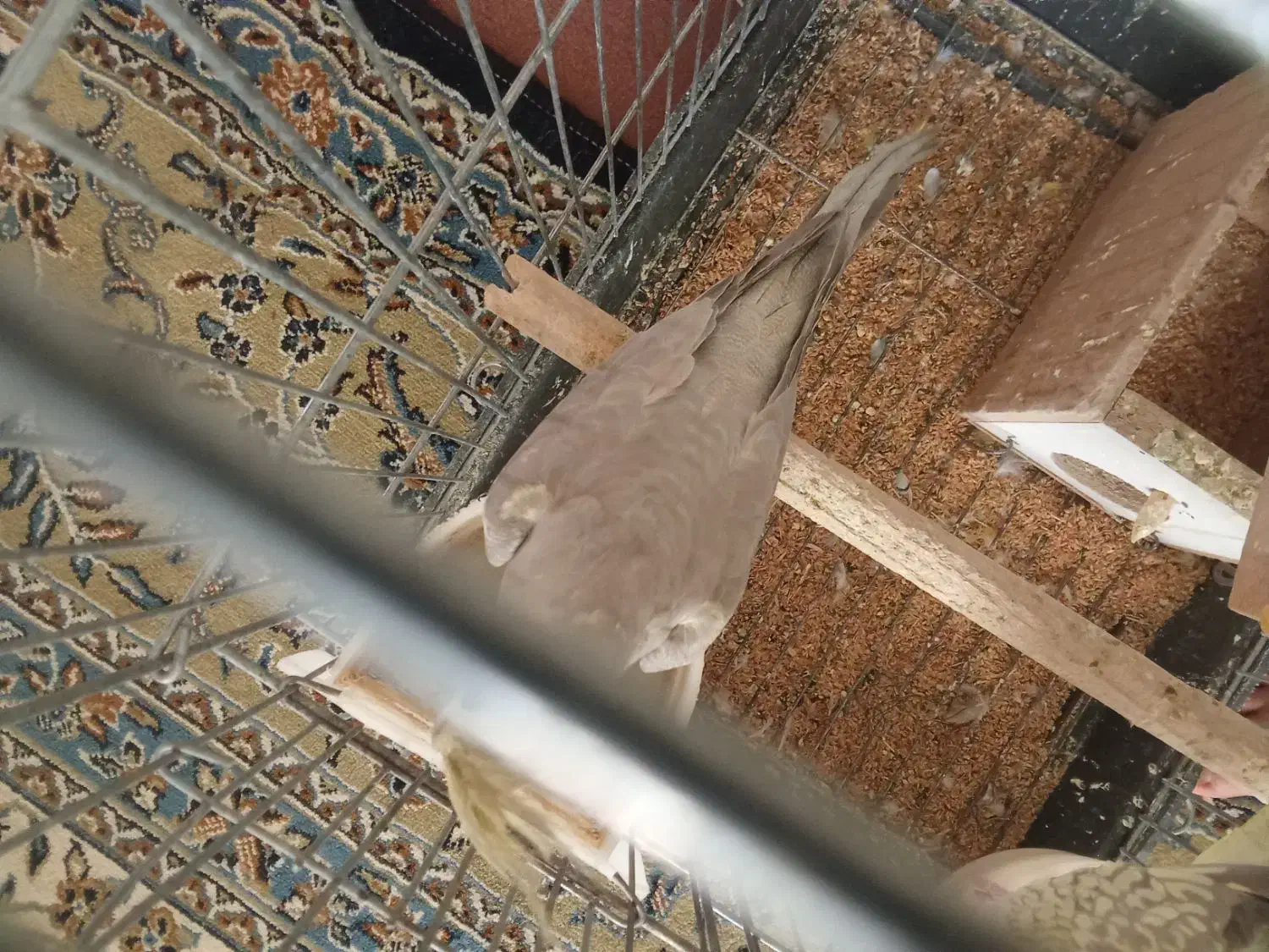 عروس هلندی سرحال و بازی گوش|پرنده|بروجرد, |دیوار