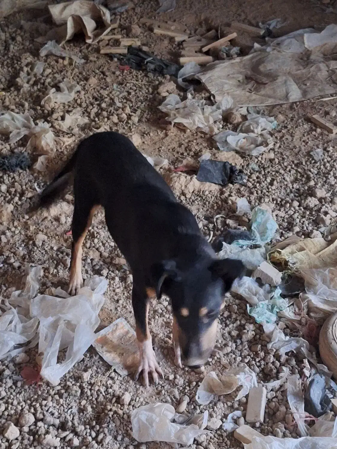 سگ دوبرمن|سگ|اهواز, اسماعیلیه|دیوار