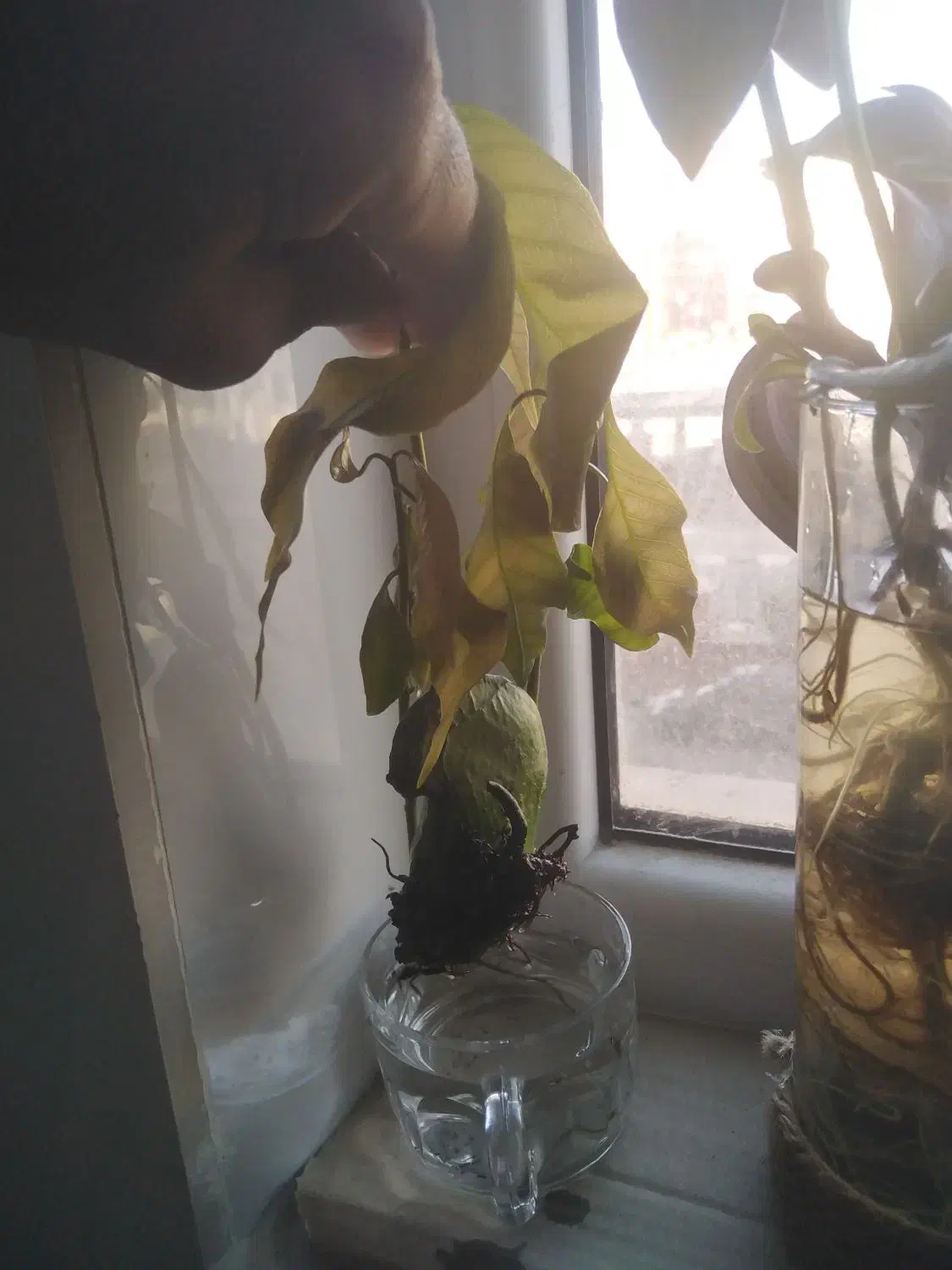 نهال انبه|گل و گیاه طبیعی|قم, پردیسان|دیوار