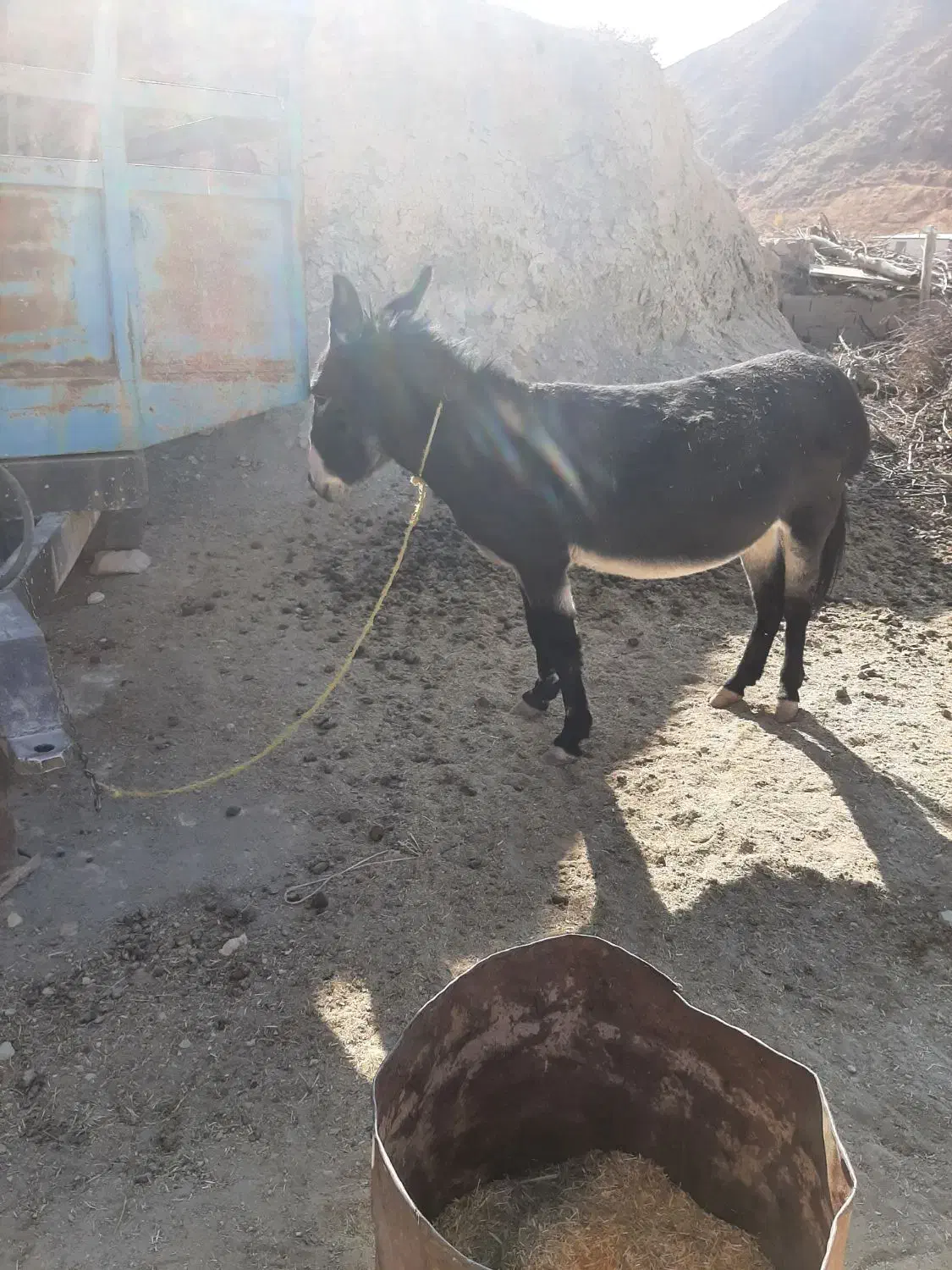 الاغ سرحالوگوسفندی|حیوانات مزرعه|اسفراین, |دیوار