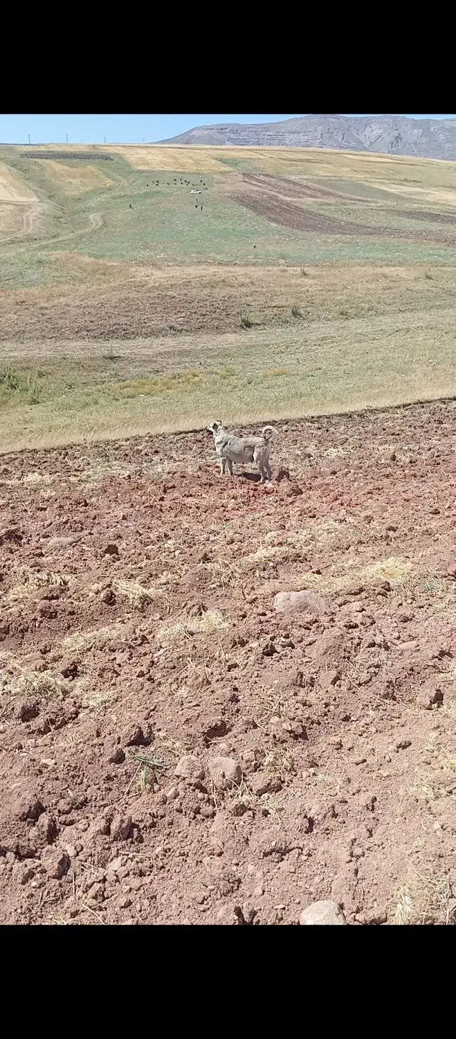 ماده سرابی گله دارشکم طلا|سگ|اهر, |دیوار