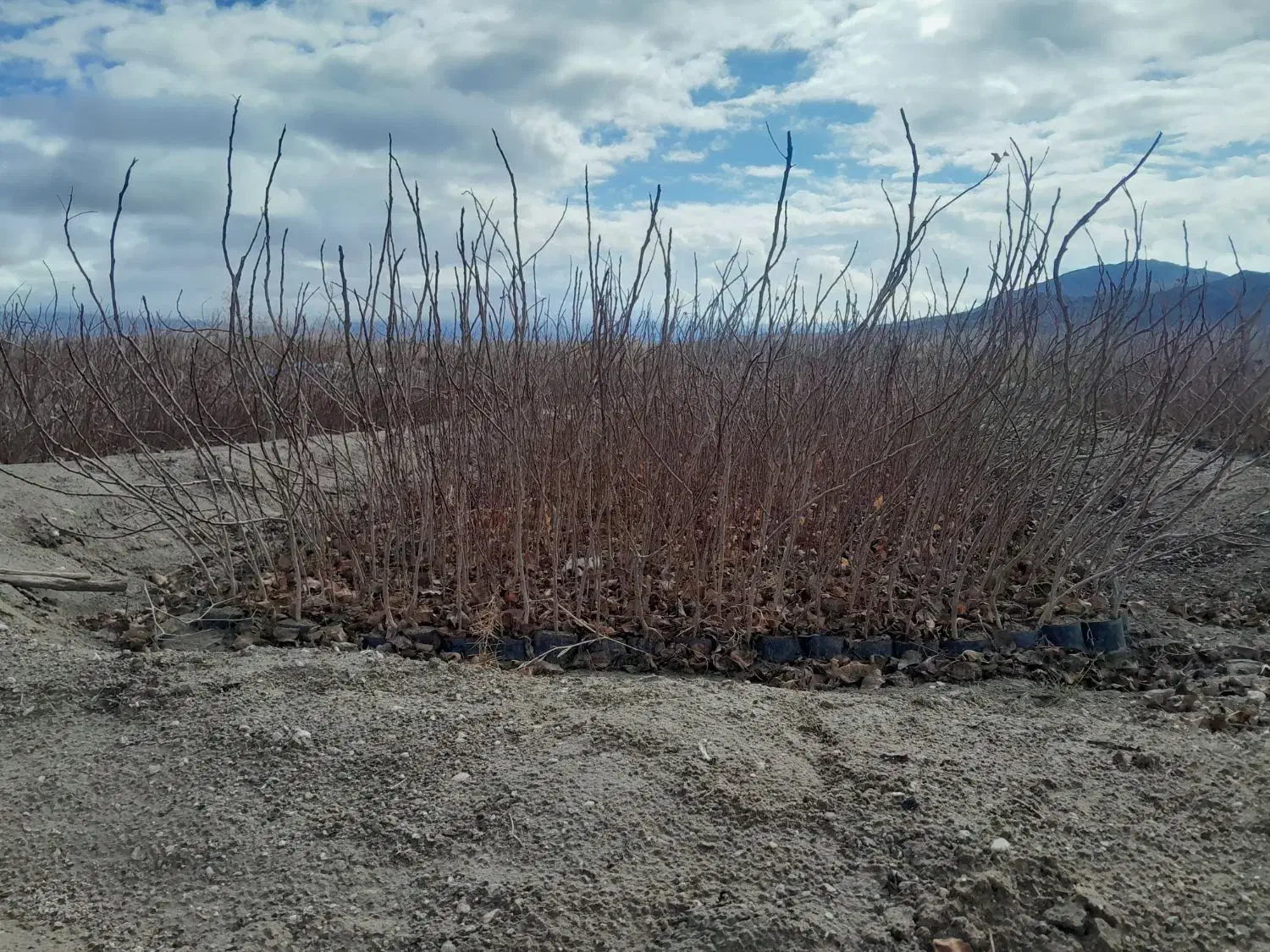 نهال پسته یکساله|خدمات باغبانی و درختکاری|حنا, |دیوار