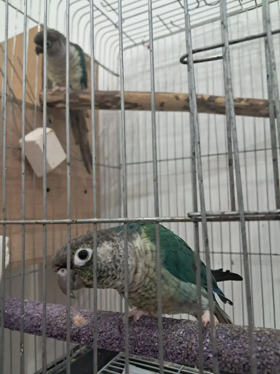 جفت گرینچیک تراکوییس یلوساید بالغ با تست جنسیت|پرنده|گلستان (تهران), |دیوار