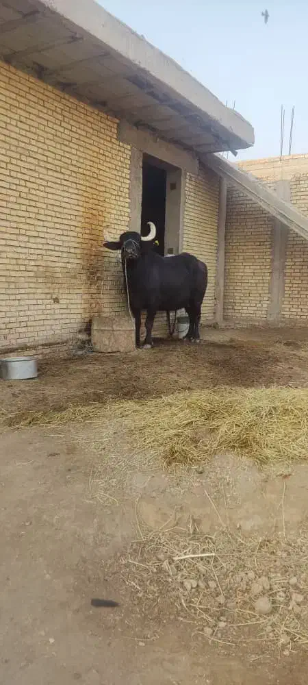 شوشتر شعیبیه|حیوانات مزرعه|شوشتر, |دیوار