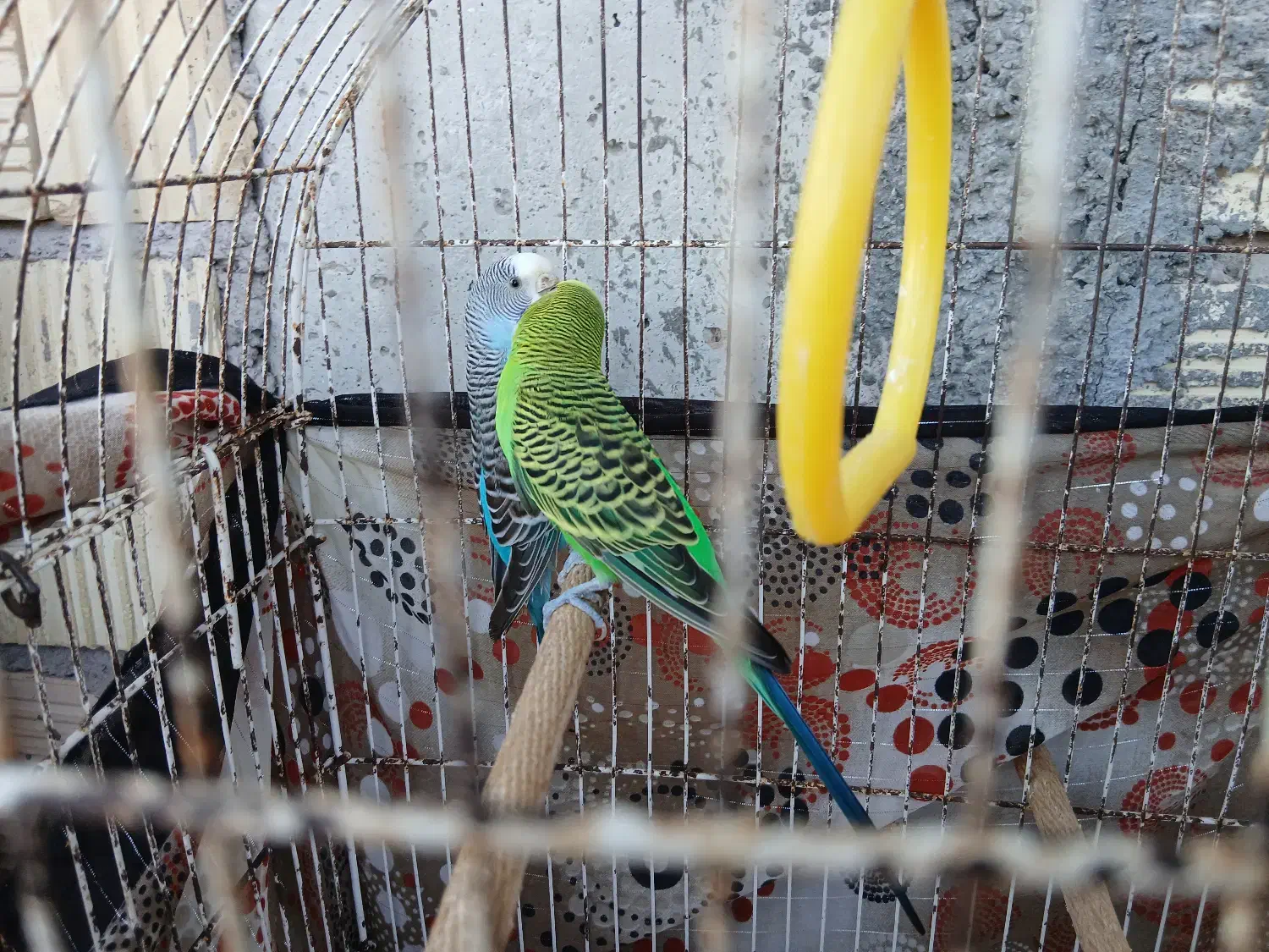 مرغ عشق نر ماده سالم سر حال|پرنده|ماکلوان, |دیوار