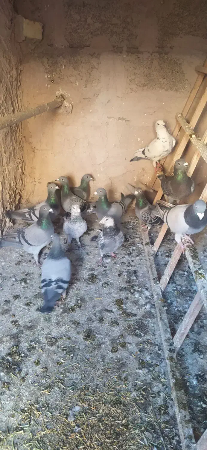 مسافتی نر و ماده قاطی|پرنده|نیشابور, ناسیونال|دیوار